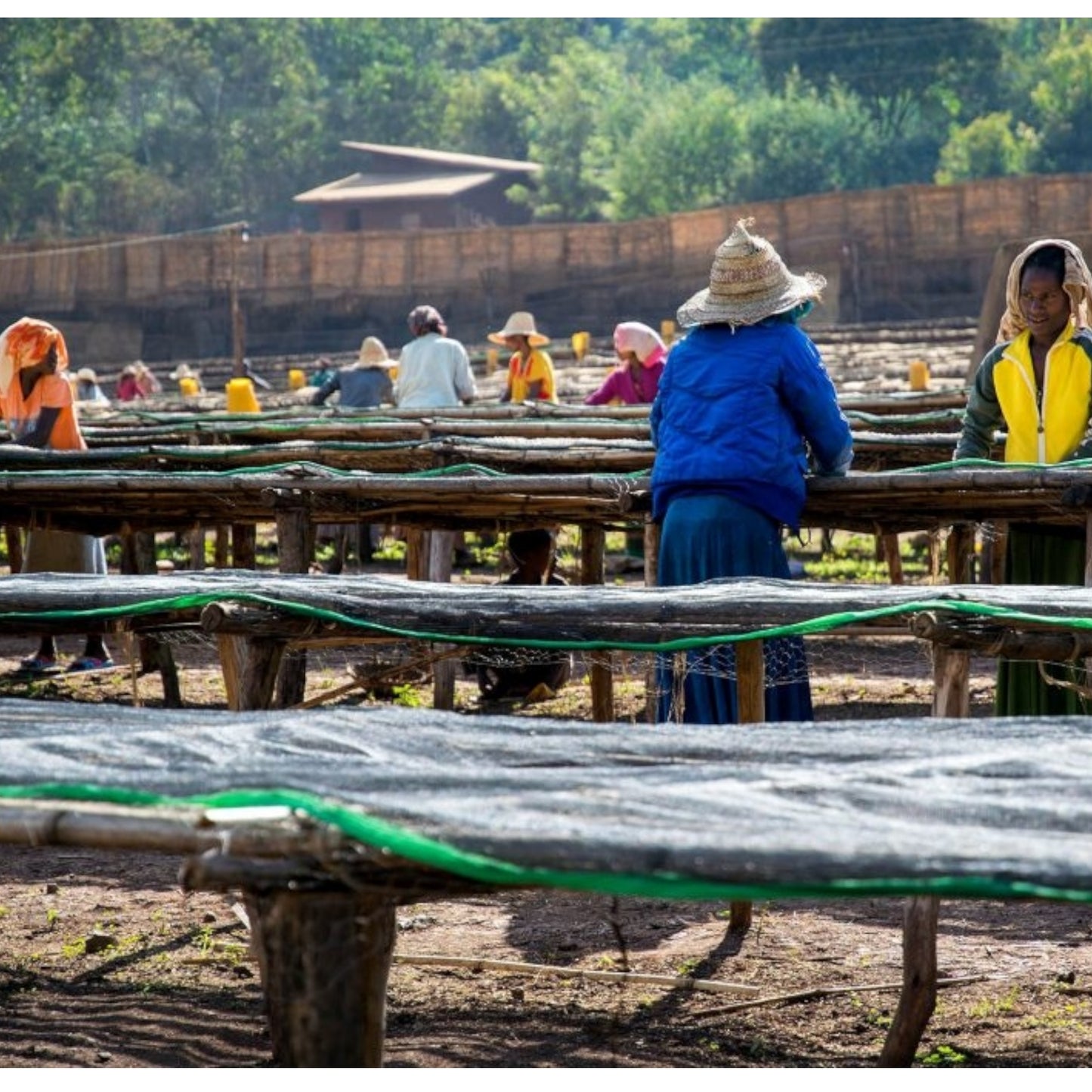Ethiopia Yirgacheffe Grade 1 NATURAL Konga(100% ORGANIC)