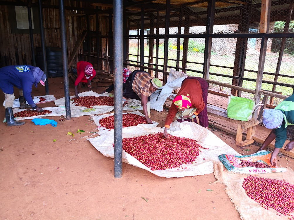 Kenya Nyeri Ndiaini AA