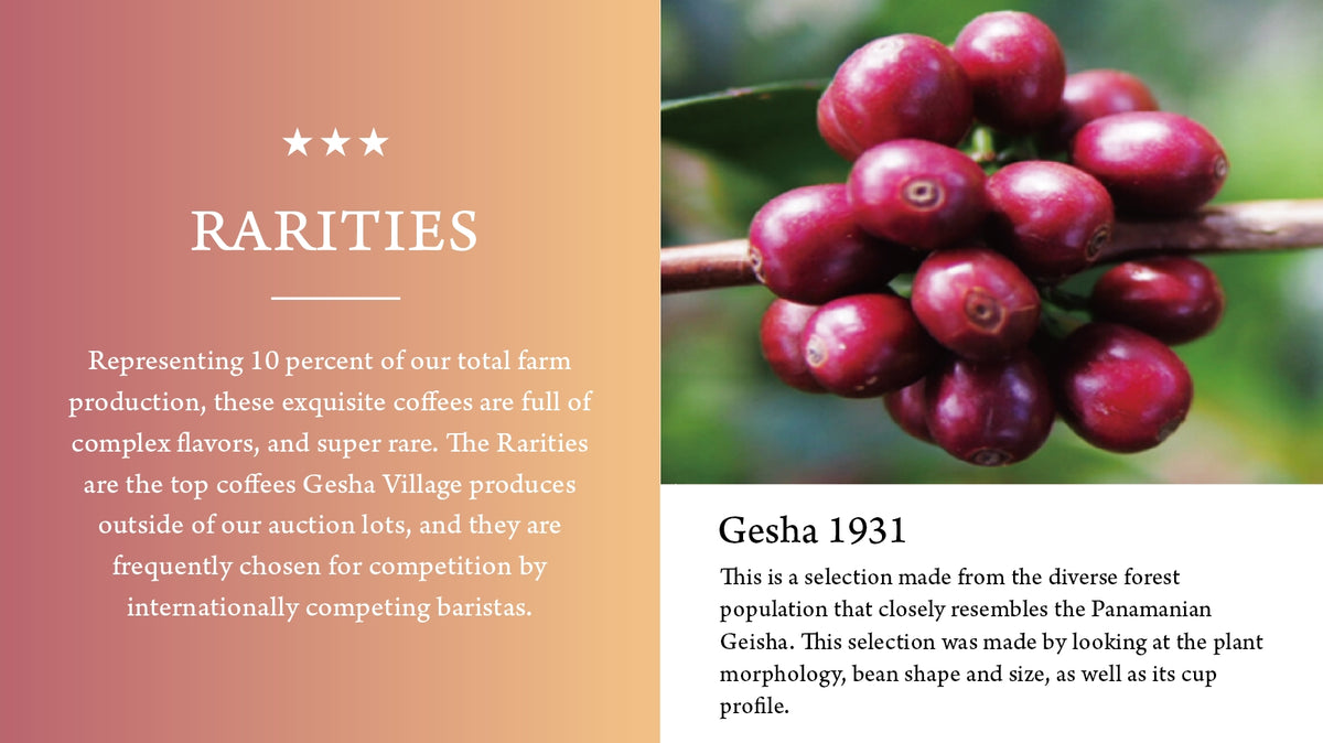 2026 Ethiopia Gesha Village – Rarities Oma 26/035 Gesha 1931 Natural G1