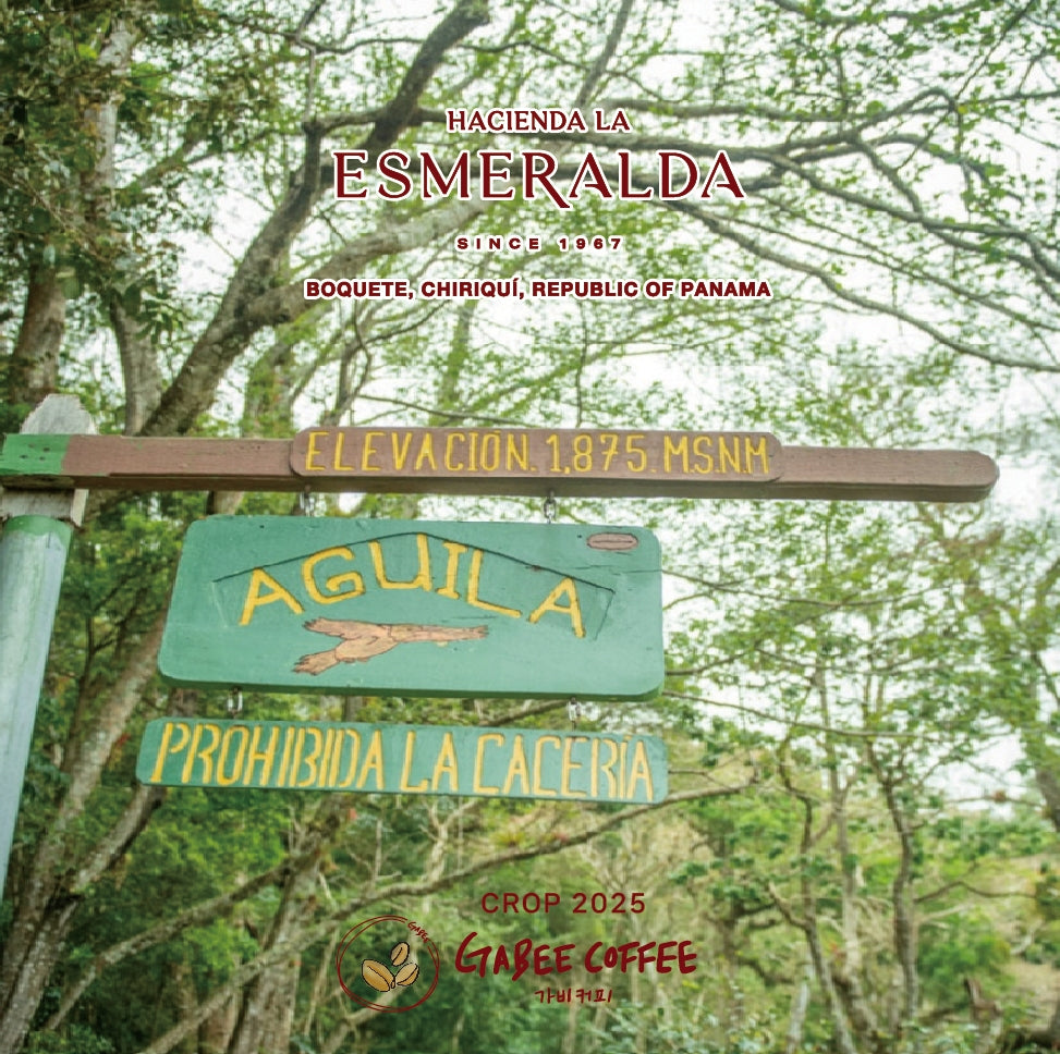 2025 Panama Geisha Special (NATURAL)