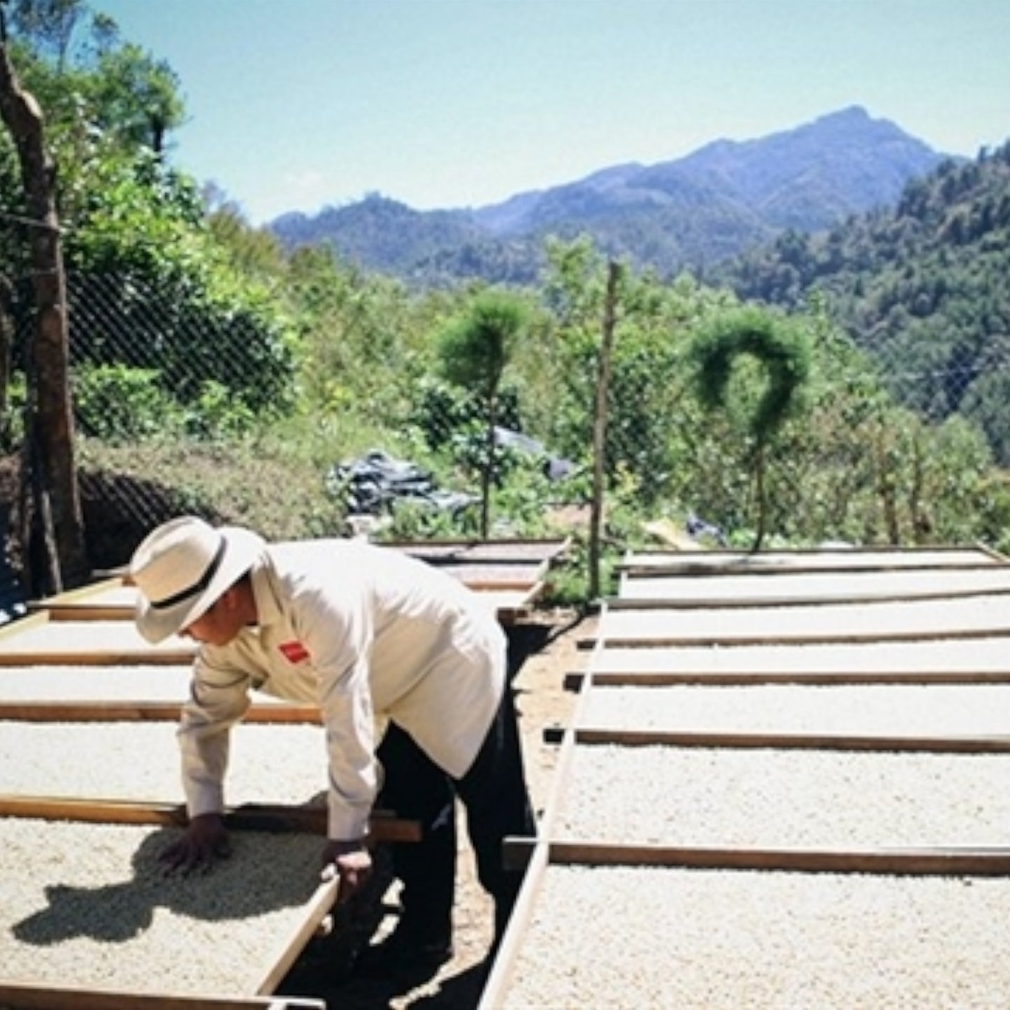 GUATEMALA FT-USA ORGANIC HUEHUETENANGO ASOBAGRI SHB EP