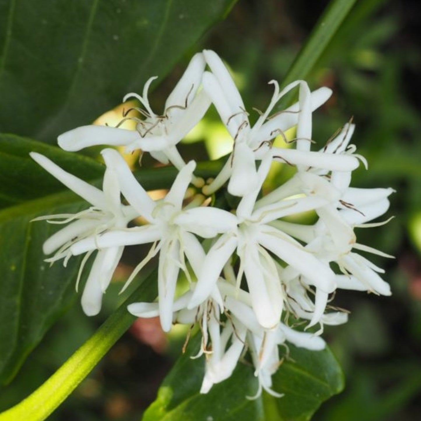 Ethiopia Yirgacheffe Grade 1 Chelchele 100% Organic